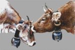 (image for) Two Cows